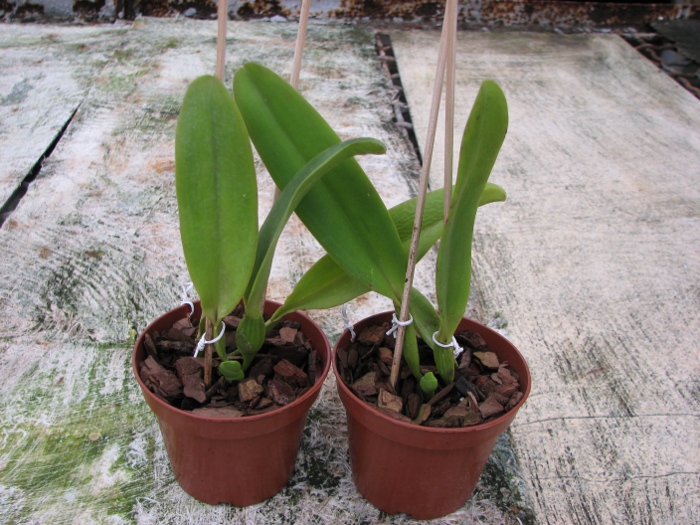 Cattleya dowiana rosea x self.JPG