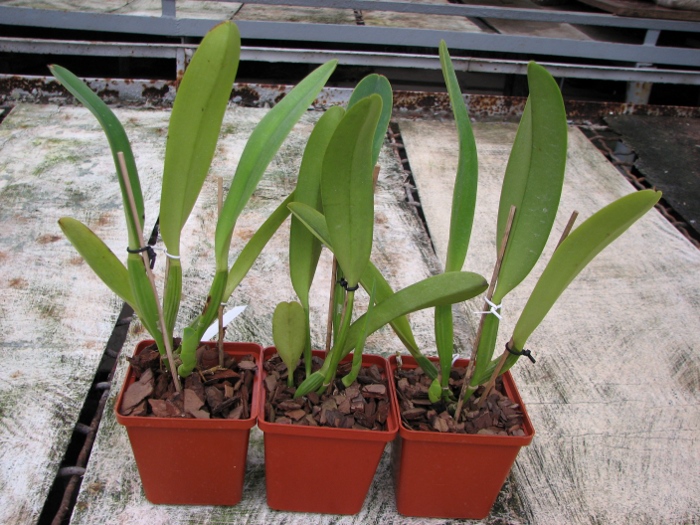 Cattleya dowiana x SELF.JPG