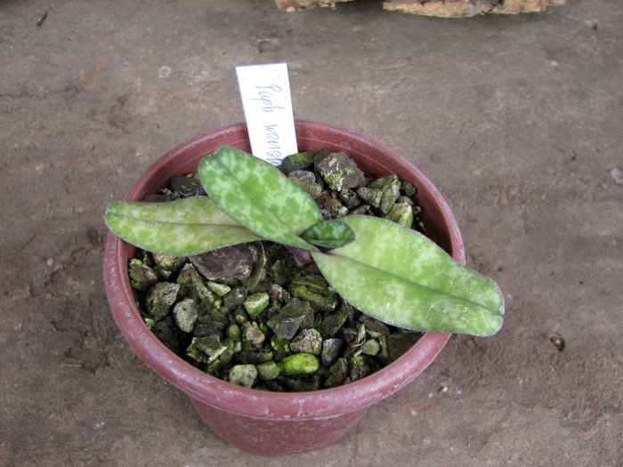 Paphiopedilum wenshanense.JPG