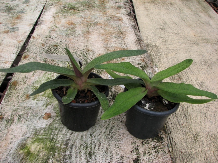Paphiopedilum malipoense 'Bear-11b' x fairrieanum.JPG