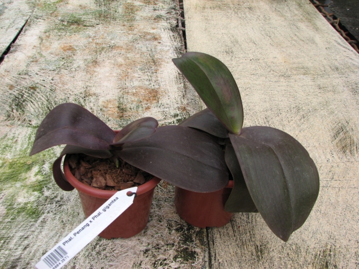 Phalaenopsis Penang x Phalaenopsis gigantea.JPG