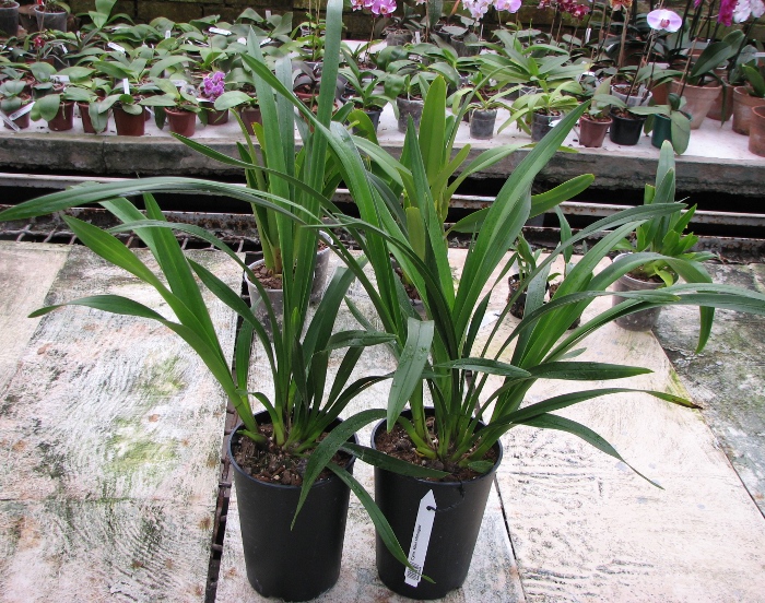 Cymbidium Kiwi Midnight.JPG