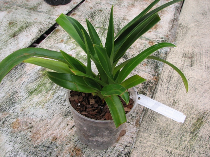 Phragmipedium Andean Tears (wallisii x kovachii).JPG