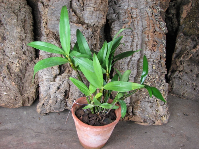 Dendrobium thyrsiflorum.JPG