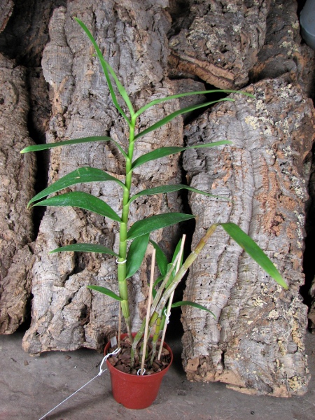 Dendrobium purpureum (white) x sib.JPG