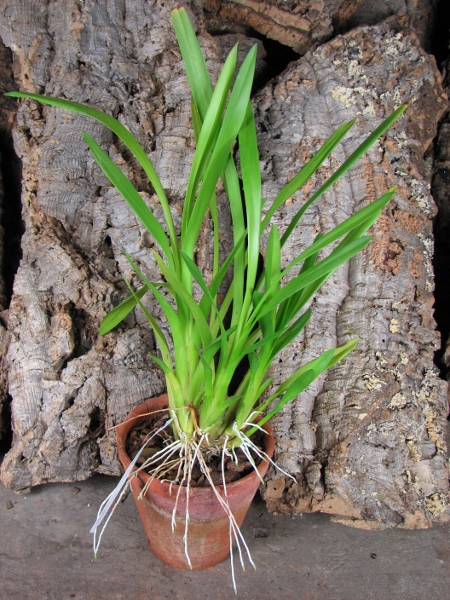 Miltonia regnellii.JPG