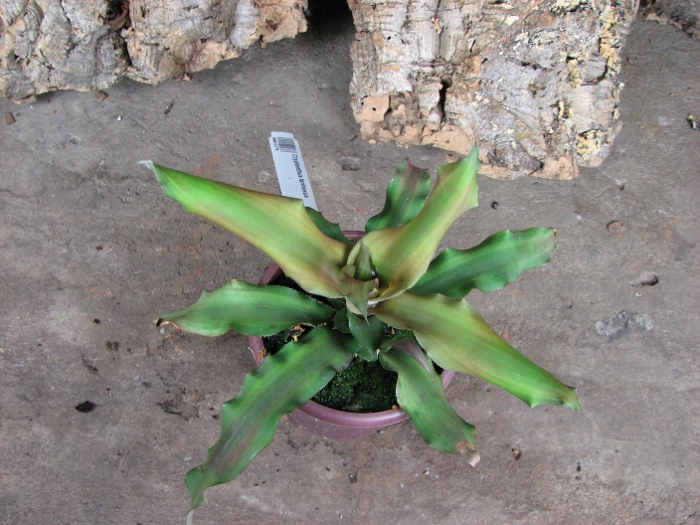 Cryptanthus farinosus.JPG
