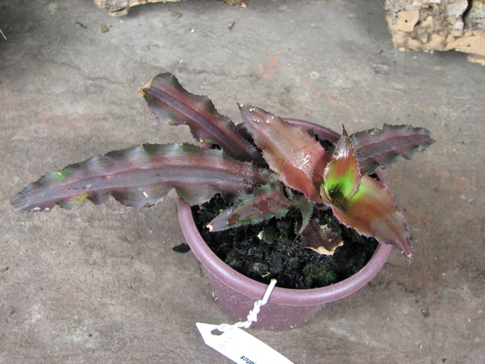 Cryptanthus undulatus.JPG