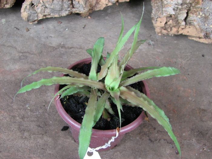 Cryptanthus roseus.JPG