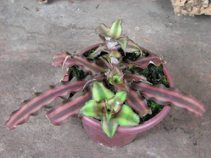 Cryptanthus bivittatus.JPG