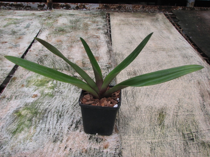 Paphiopedilum Redhawk 'Tris' x Paphiopedilum Saint Swithin 'In-Charm'.JPG