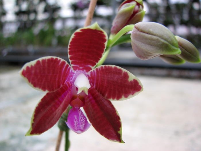 Phalaenopsis corningiana x Phalaenopsis Coral Isles.JPG