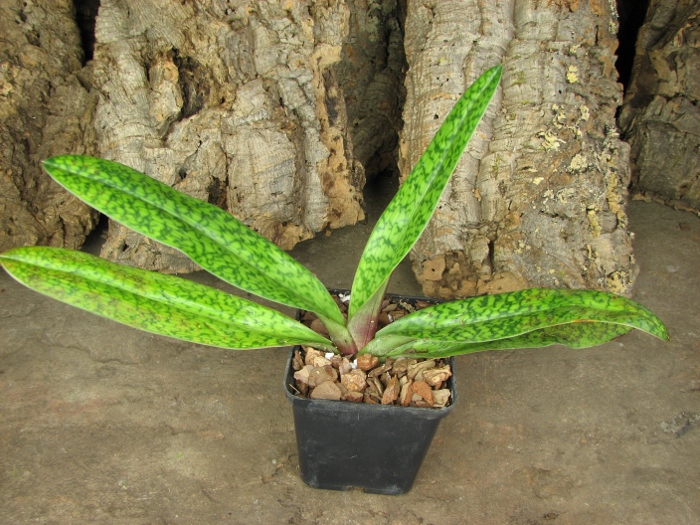 Paphiopedilum Dark Spell 'Ruby' x Paphiopedilum St. Swithin 'Swallow'.JPG
