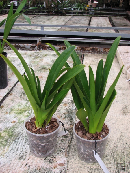 Phragmipedium caudatum.JPG