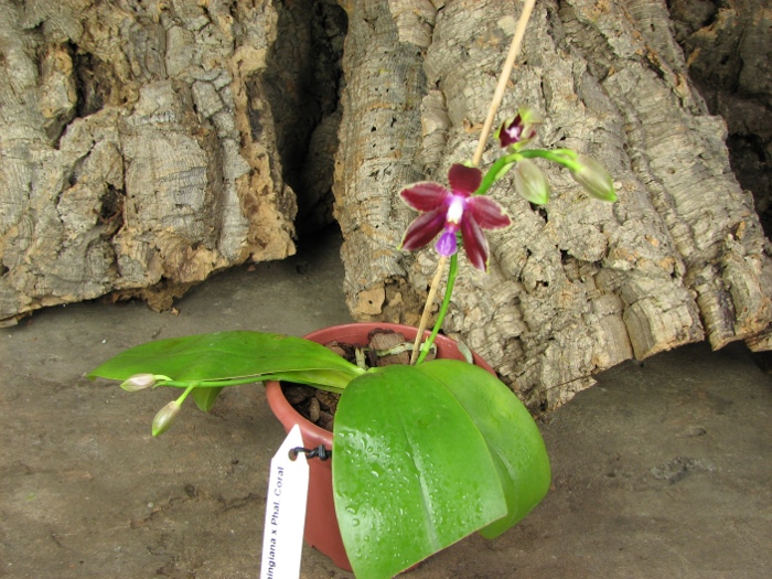 Phalaenopsis corningiana x Phalaenopsis Coral Isles.JPG