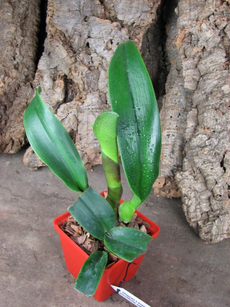Brassolaeliocattleya Haadyai Delight 'Bangprom Gold' (Angkinantana x Destiny).JPG