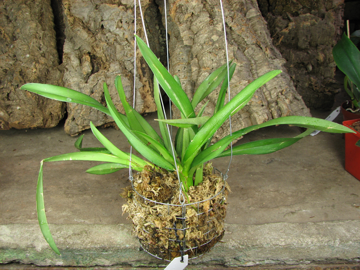 Rodriguezia lanceolata.jpg