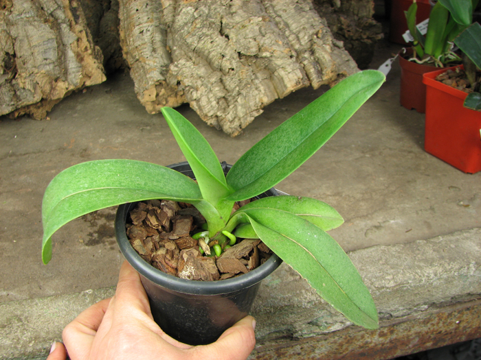 Doritis pulcherrima f champorensis 'White'.jpg