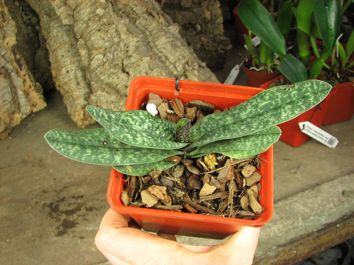 Paphiopedilum armeniacum.jpg