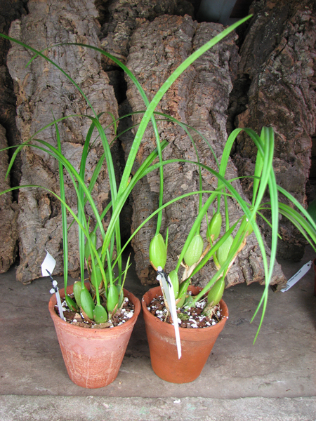 Maxillaria tenuifolia.jpg