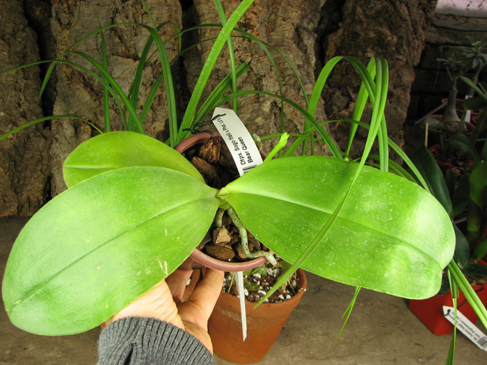 Doritaenopsis Sogo Meili x Phalaenopsis Ld's Bear Queen.jpg