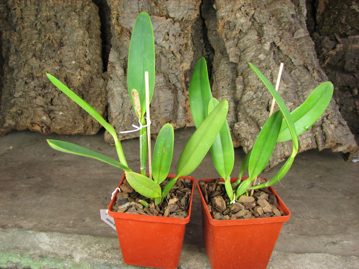 Cattleya lueddemanniana concolor (clara) x self.jpg