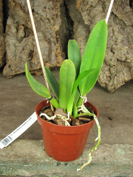 Cattleya dowiana rosea x self.jpg