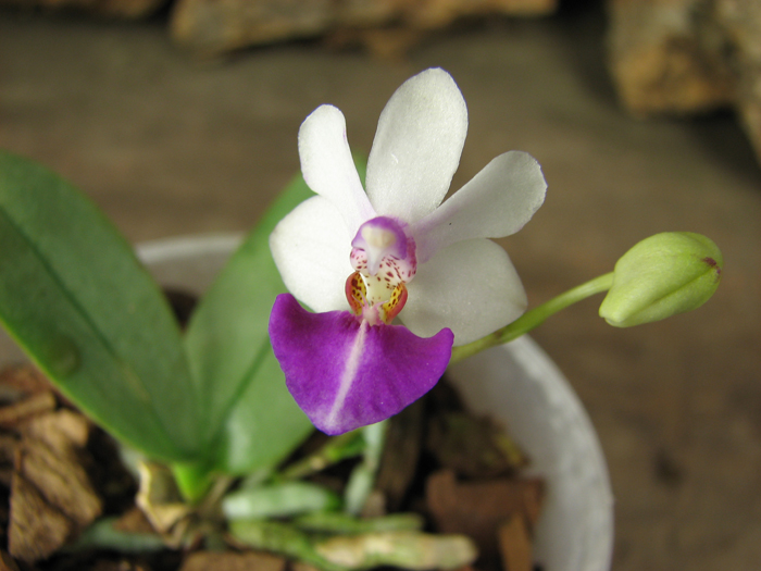 Doritaenopsis Meidarland Annaberry 'Meidarland'.jpg