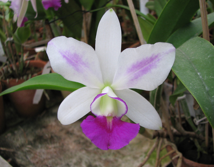 Laeliocattleya Dakao 'Flamea Enami'.jpg