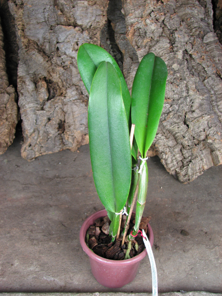 Brassocattleya Cynthia (Brassavola digbyana x Cattleya walkeriana).jpg