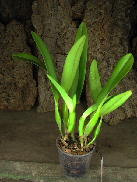 Laeliocattleya Canhamiana coerulea 'Azure Skies'.jpg