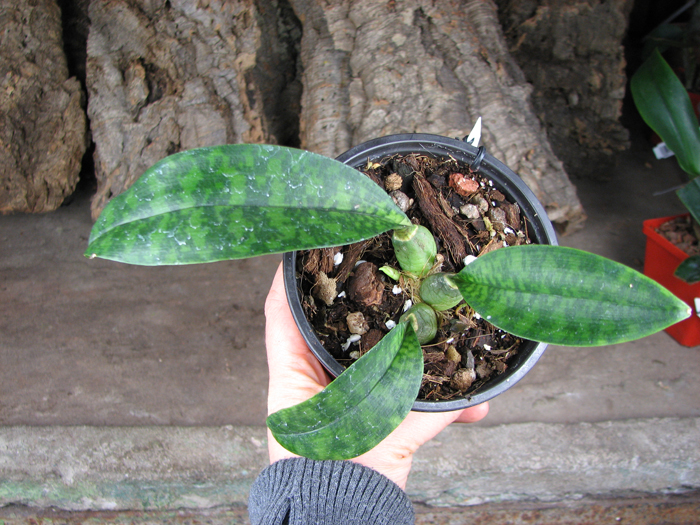 Oeceoclades maculata.jpg