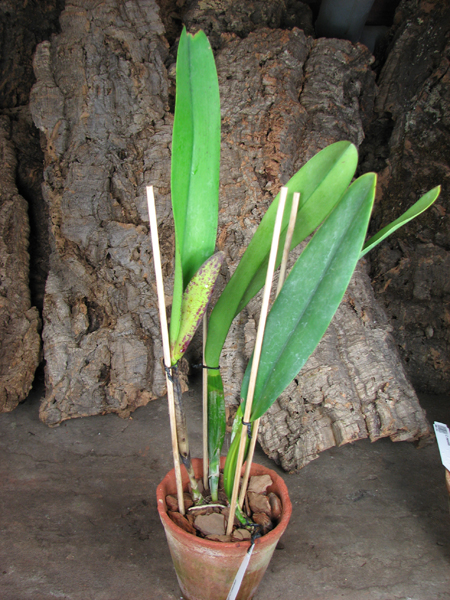 Cattleya mendelii.jpg