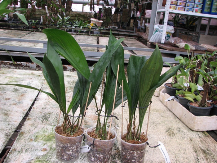 Sievekingia reichenbachiana.JPG