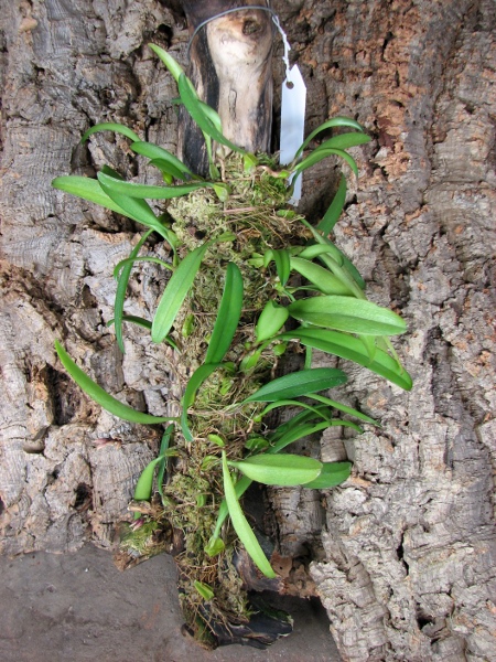 Bulbophyllum lepidum.JPG
