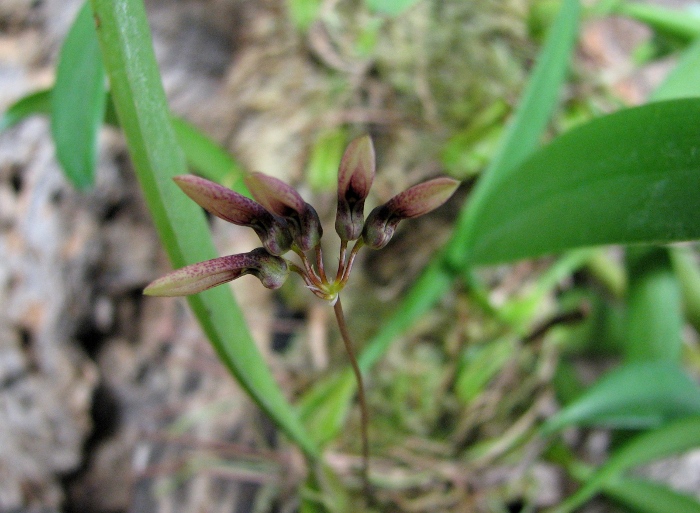 Bulbophyllum lepidum.JPG