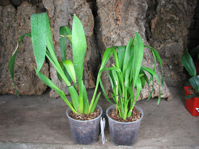 Beallara Patricia McCully 'Pacific Matriarch'.jpg