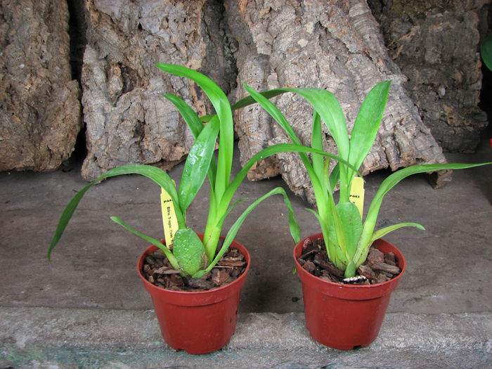 Beallara Tropic 'Tom 'Kinky'.jpg