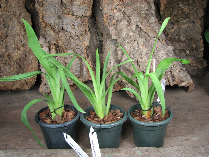 Miltoniopsis Breathless 'Florence'.jpg