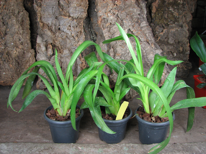 Odontonia Papageno 'Lavender Lady'.jpg