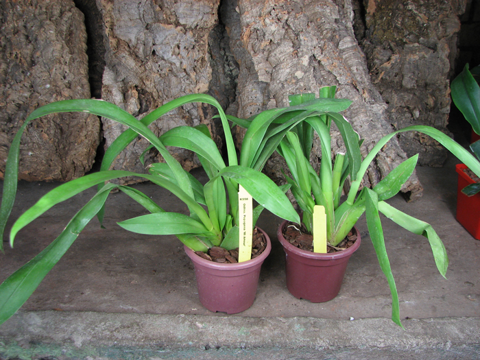 Odontonia Papageno 'Mi Amour'.jpg