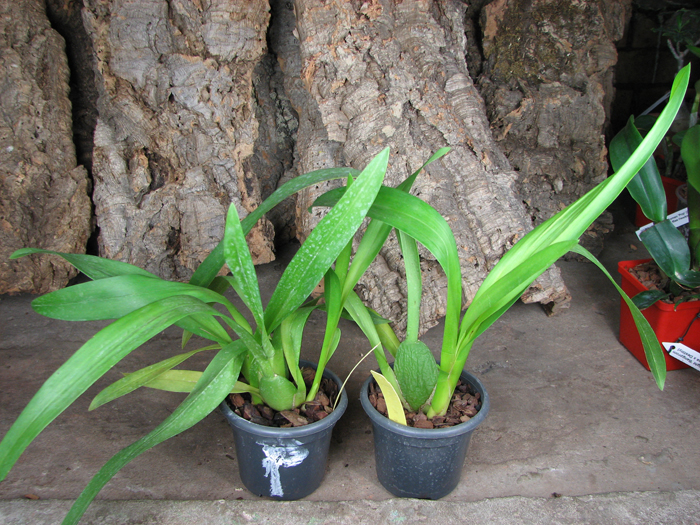 Beallara Dreamy 'Kool 'n Kinky'.jpg
