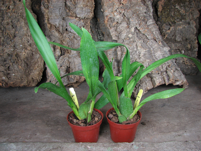 Beallara Mathias 'Glamour'.jpg