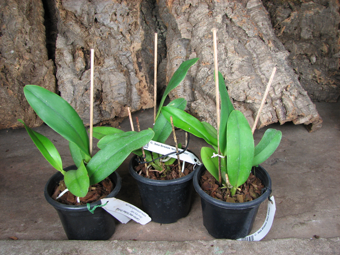 Cattleya Sea Breeze 'Blue Ribbon'.jpg