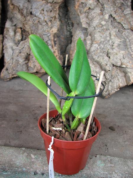 Cattleya warneri concolor x SELF.jpg