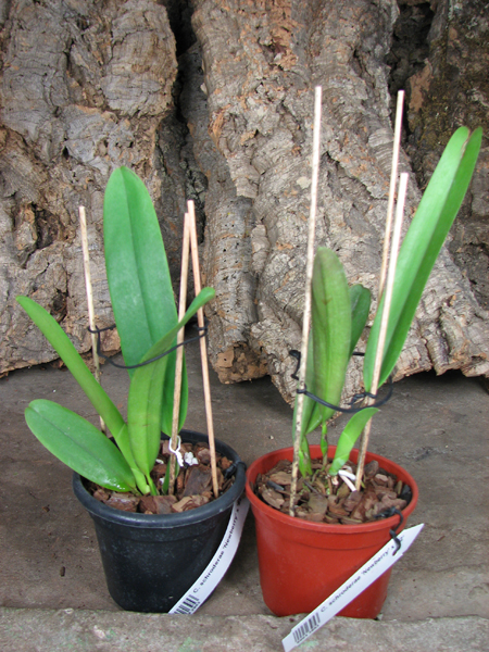 Cattleya schroderae 'Newberry' x '#2'.jpg