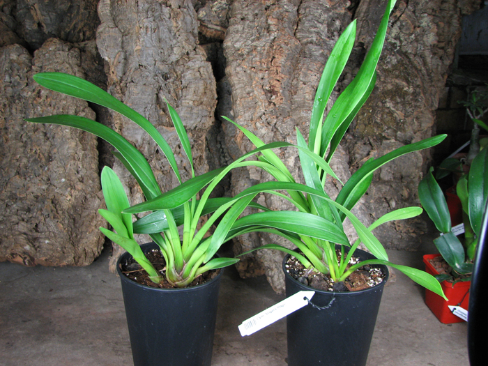 Cymbidium 'Vogel's Magic'.jpg