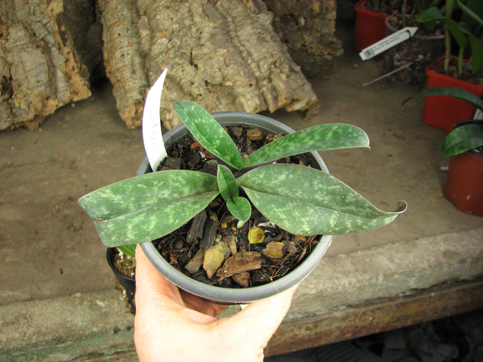 Paphiopedilum bellatulum.JPG