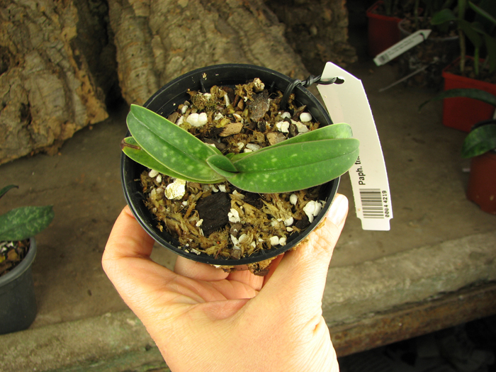 Paphiopedilum thaianum.jpg