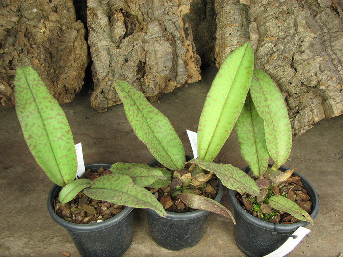 Psychopsis Butterfly (sanderae x papilio).jpg